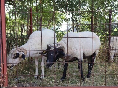 47. Regionalna stočna izložba priplodnih grla goveda, ovaca i konja