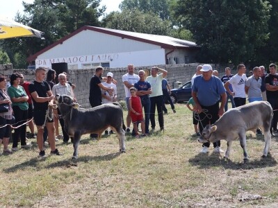 47. Regionalna stočna izložba priplodnih grla goveda, ovaca i konja