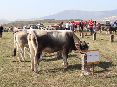 47. Regionalna stočna izložba priplodnih grla goveda, ovaca i konja