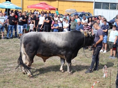 47. Regionalna stočna izložba priplodnih grla goveda, ovaca i konja