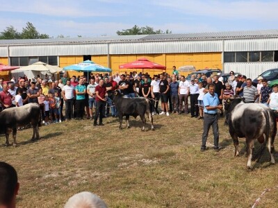 47. Regionalna stočna izložba priplodnih grla goveda, ovaca i konja