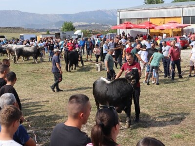 47. Regionalna stočna izložba priplodnih grla goveda, ovaca i konja