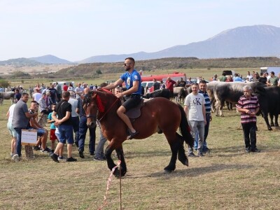 47. Regionalna stočna izložba priplodnih grla goveda, ovaca i konja