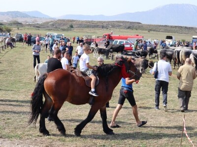 47. Regionalna stočna izložba priplodnih grla goveda, ovaca i konja