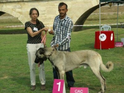 Turski ovčarski pas - Novi štenci u prodaji!
