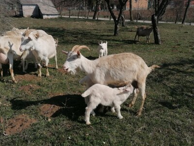 Sanske koze na gazdinstvu porodice Ivanović