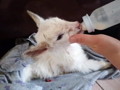 Sanske koze na gazdinstvu porodice Ivanović