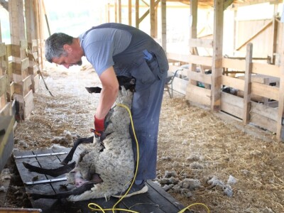 Farma Tadići - Iz Finske u Srbiju da čuve ovce