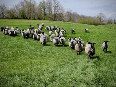 Farma Tadići - Iz Finske u Srbiju da čuve ovce