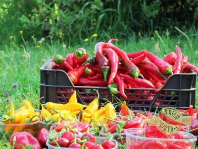 Projekt &quot;Volim ljuto&quot;