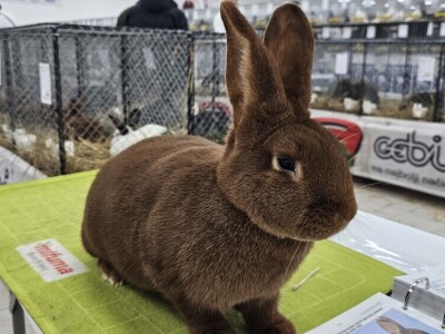 49. Međunarodni sajam peradarstva, Sombor