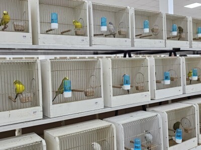 49. Međunarodni sajam peradarstva, Sombor