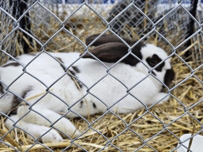 49. Međunarodni sajam peradarstva, Sombor