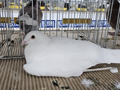 49. Međunarodni sajam peradarstva, Sombor