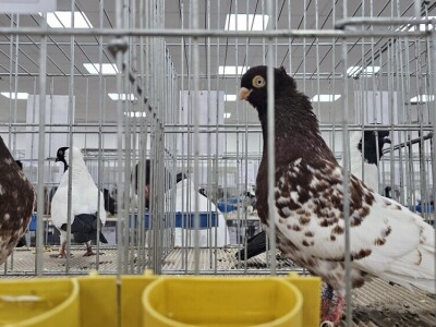 49. Međunarodni sajam peradarstva, Sombor