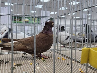 49. Međunarodni sajam peradarstva, Sombor