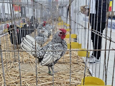 49. Međunarodni sajam peradarstva, Sombor