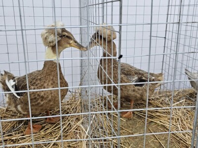 49. Međunarodni sajam peradarstva, Sombor