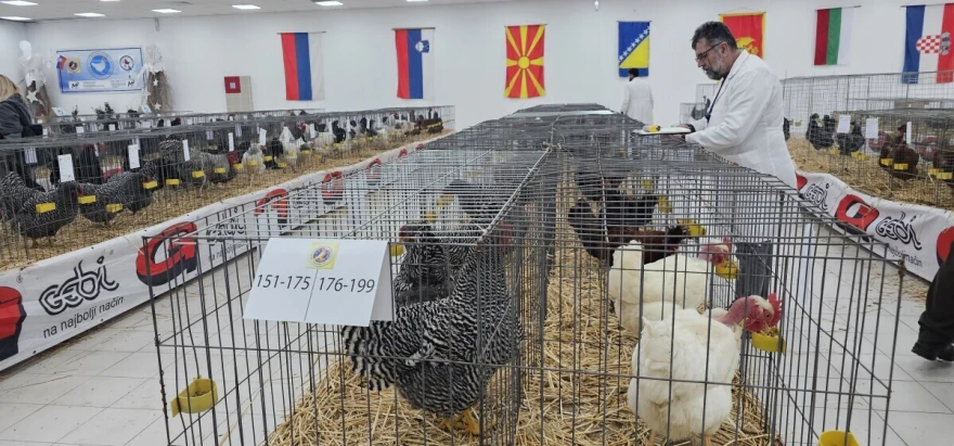 živina