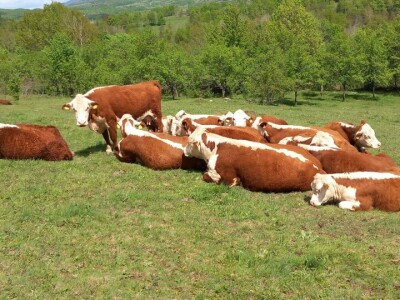 Iz evropskih štala do djedovine: Gazdinstvo Željka Zeca