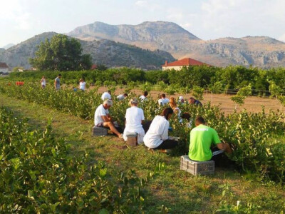 Berba aronije u dolini Neretve 2016.