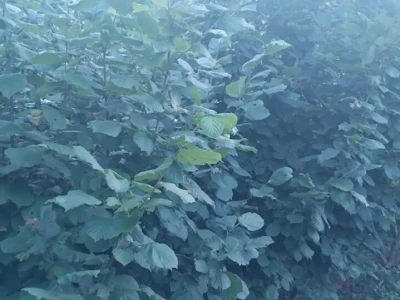 Izbrisati
