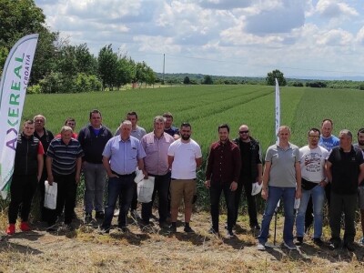 Axereal dan polja pšenice u Čađavici