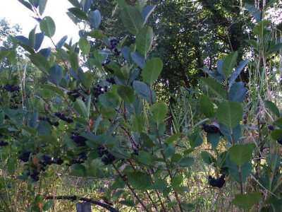 Srebrna medalja za kvalitet likera od aronije