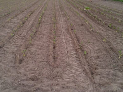 OPG Cetinić Frankos OPG Cetinić Frankos