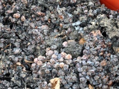 Za graševinu Perak tvrdi da je to najpogodnija sorta za ledene berbe