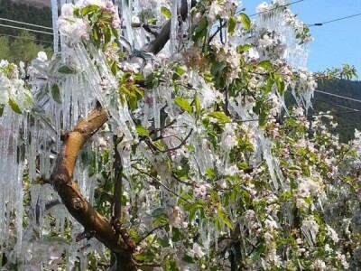 Voćka zarobljena u mrazu