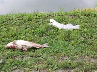 Pomor ribe u jakšičkom ribnjaku Pomor ribe u jakšičkom ribnjaku