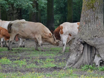 Krave