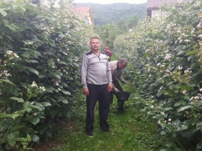 Berba malina u zadruzi &quot;Agro eko voće&quot;
