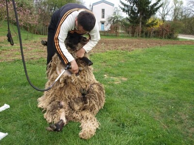 Bowenova tehnika šišanja ovaca