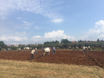 5. Županijsko natjecanje u oranju Istarske županije i 2. Županijsko natjecanje u oranju volovskim zapregama