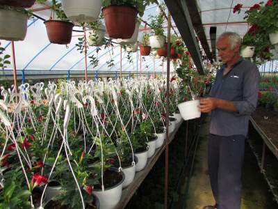 Mile uzgaja  i začine