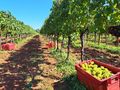 AgroChem Maks - dani polja AgroChem Maks - dani polja