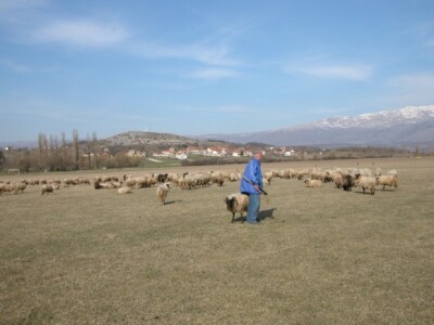 Romčevo stado ovaca na ispaši podno Kamešnice