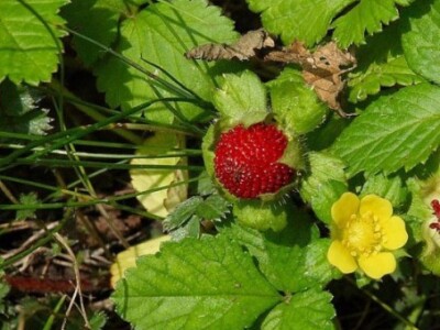 Cvijet i plod lažne jagode (Duchesnea Indica) Cvijet i plod lažne jagode (Duchesnea Indica)