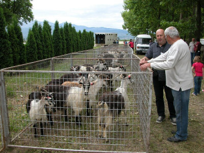 Hrvatska šarena koza