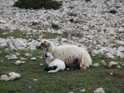 Ovca i njezino janje na Velebitu Ovca i njezino janje na Velebitu