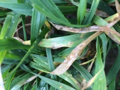 Septoria sp., sorta Apache, Šljivoševci, 2.02.2015.