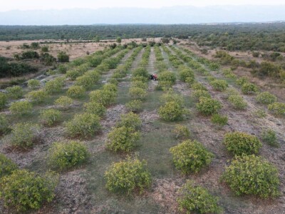 OPG Babac Šinjorina smokva