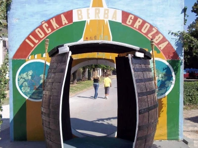 51. Iločka berba grožđa najava