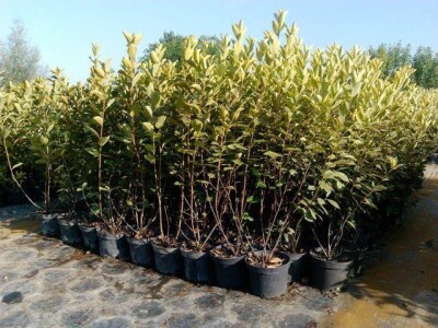 Lješnjak i orašasti plodovi su kulture nove generacije