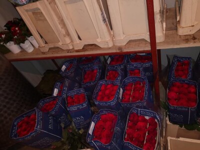 U suvremenim plastenicima godišnje uzgoje 70 000 komada rezanih cvjetova