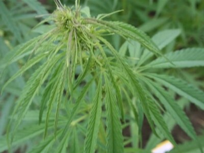 Konoplja na sajmu AGRA