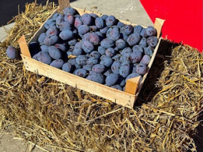 52. Sajam šljive u Gradačcu