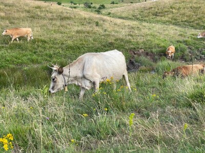 Tešija … ne objaviti još